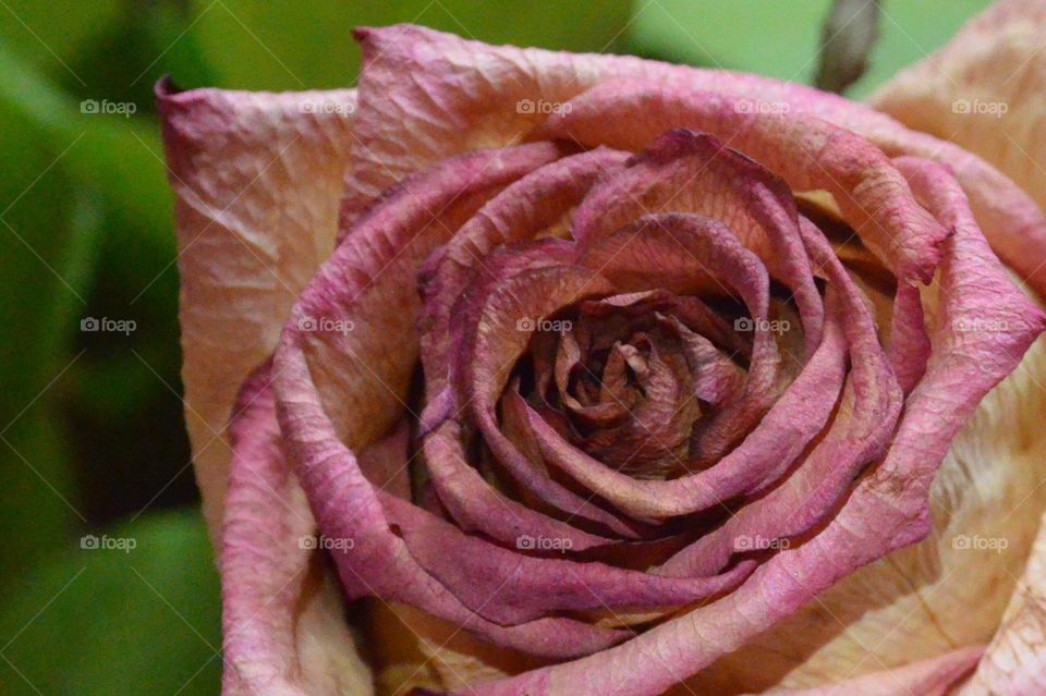 Rose blossom 