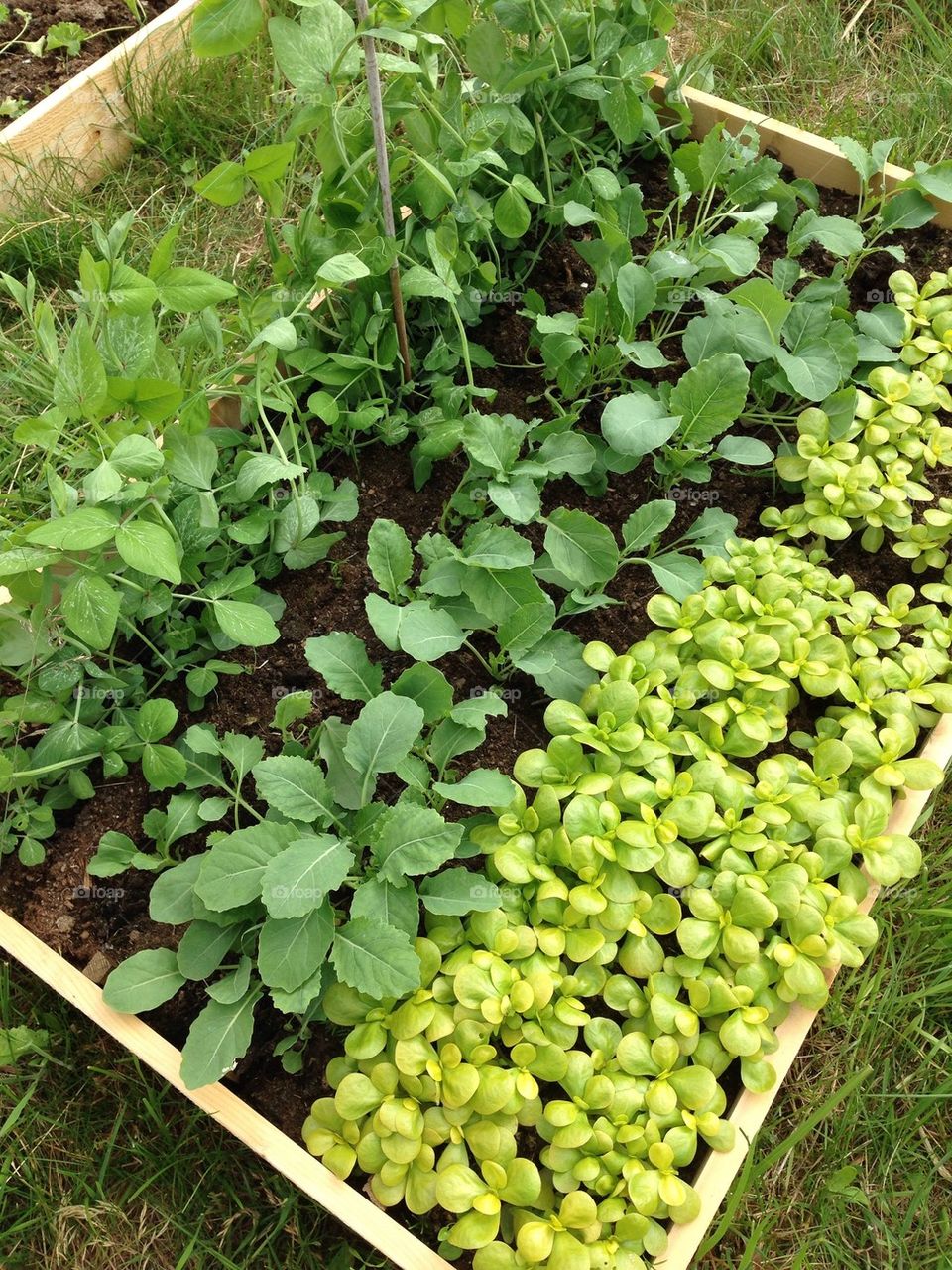 Vegetable growing