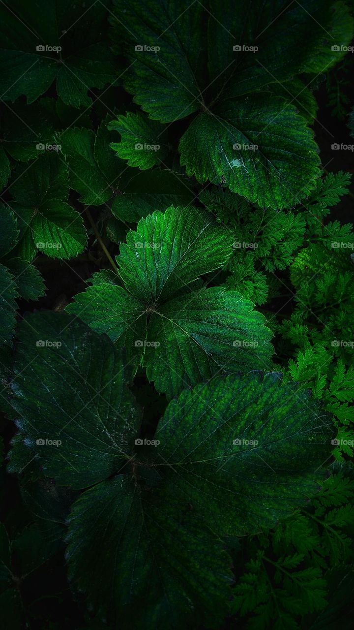 Strawberry leaves