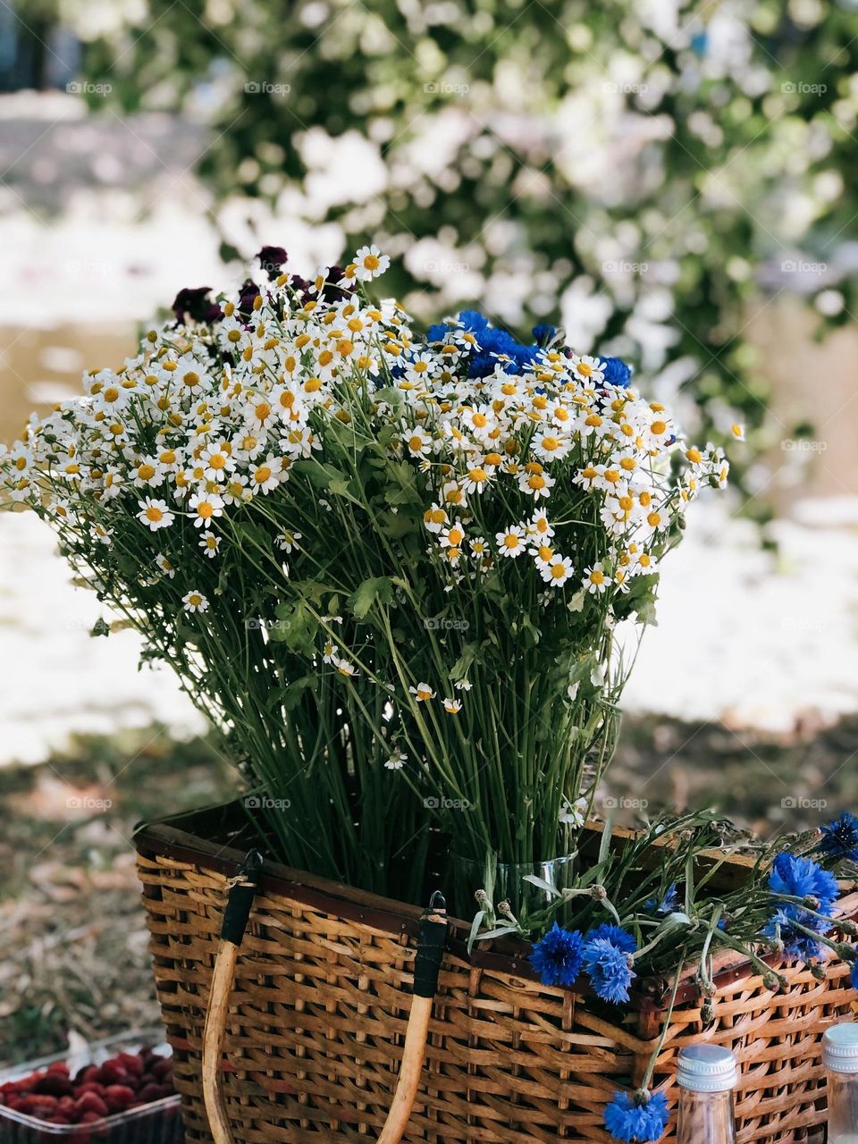 Bouquet of daisies in a wicker basket at a picnic on a sunny summer day, nobody 