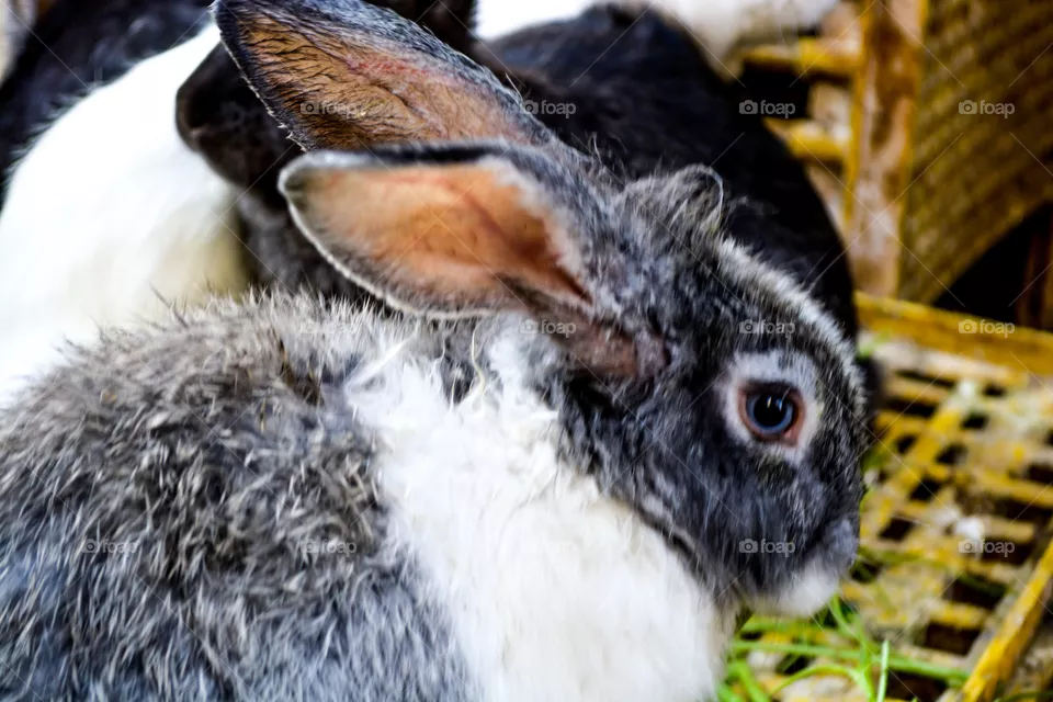 Rabbit