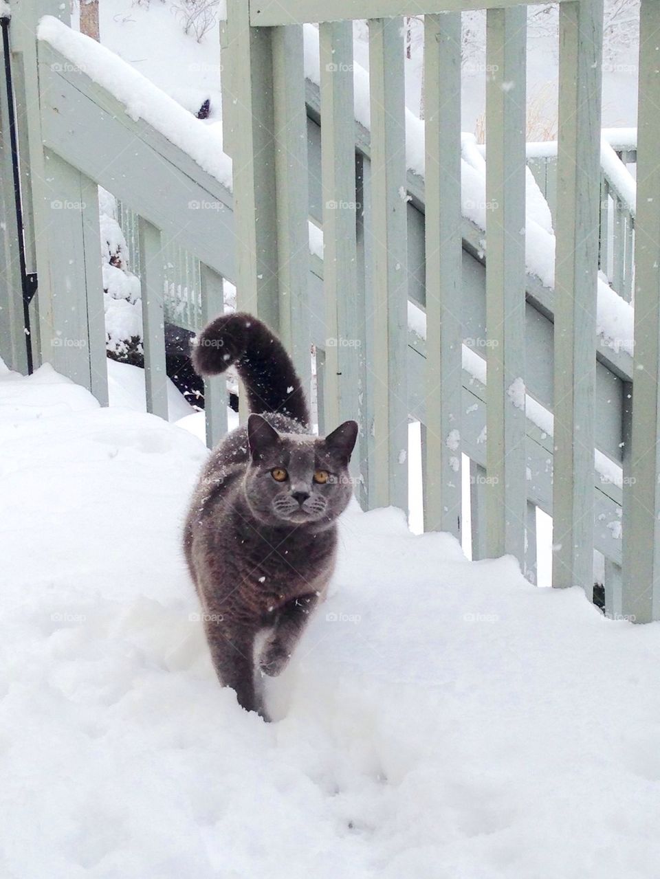 Cat in the Snow
