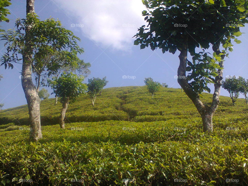 tea trees