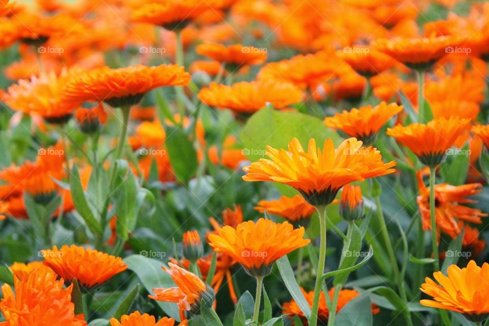 Orange Flower