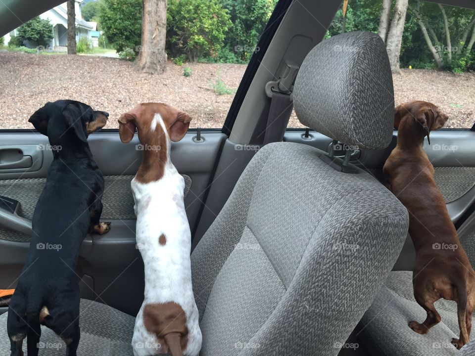 Small Dogs Looking Out Car Window