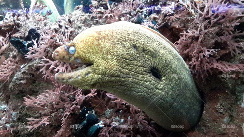 Moray eel. Moray eel 