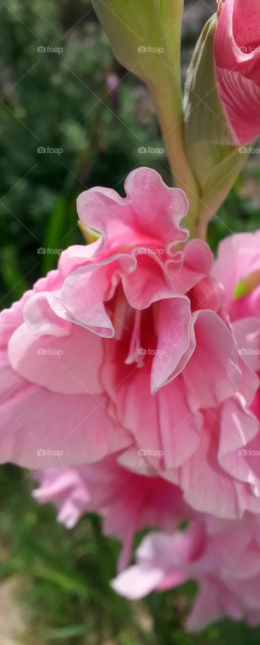 Gladiola