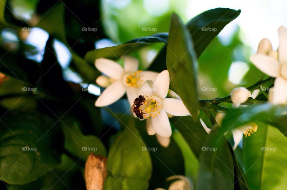 Bee on an orange blossom