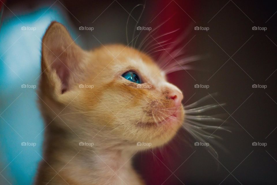 Beautiful yellow colour cat with blue eyes