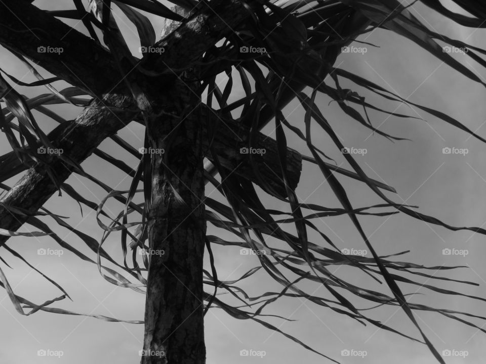 The efect of the wind