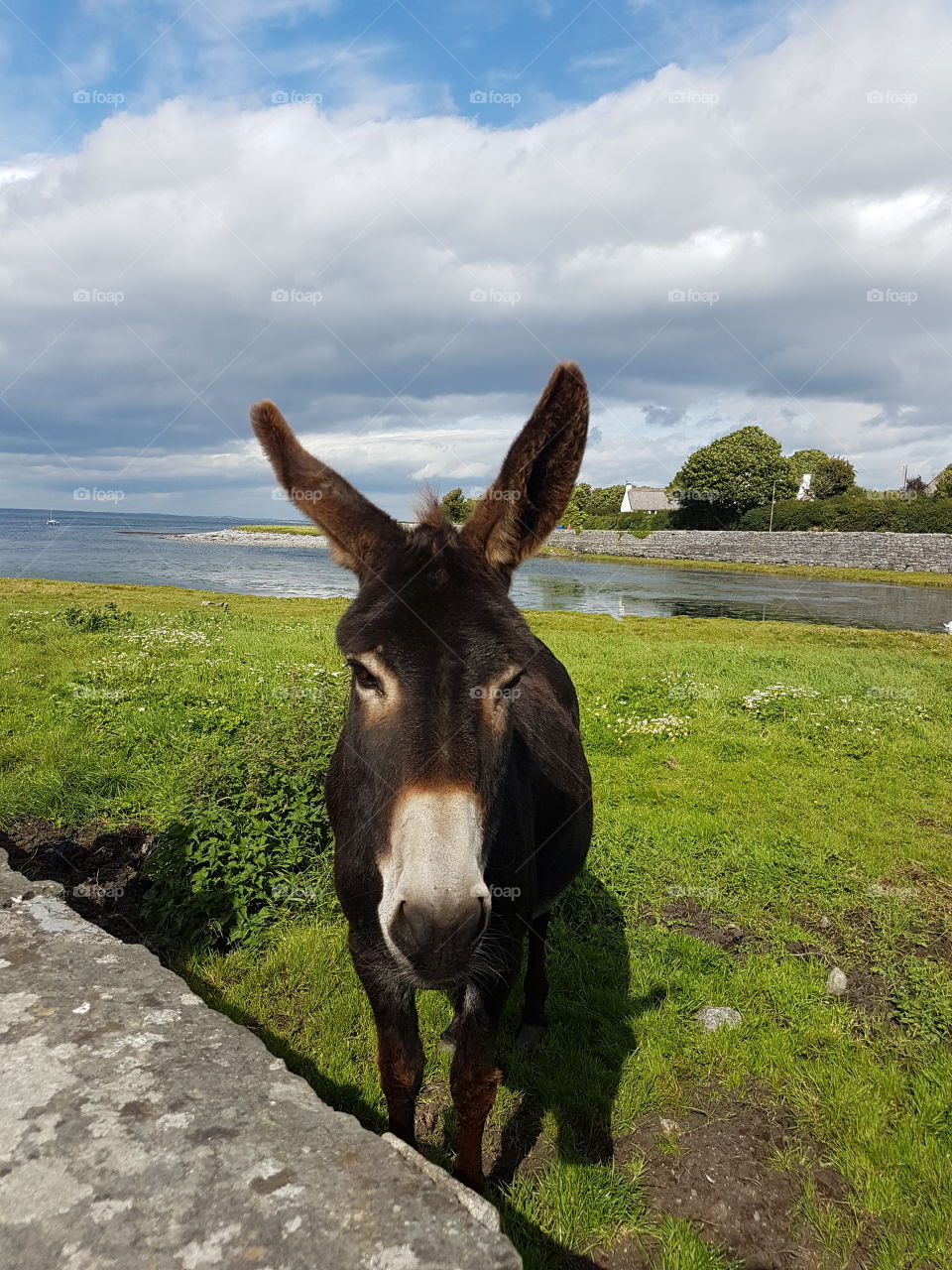 Donkey in Ireland