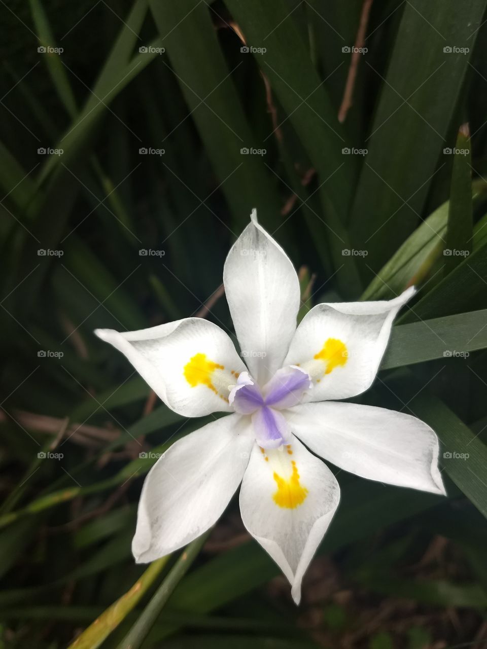 white, Yellow and violet Flower