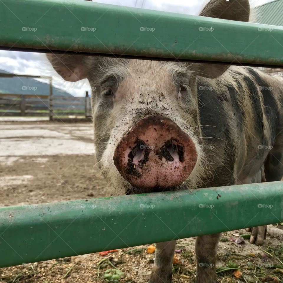 Farm pig looking through gate