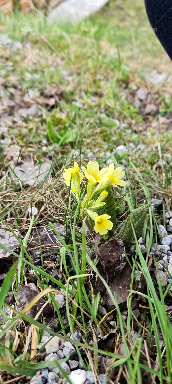 Schlüsselblume - Cowslip