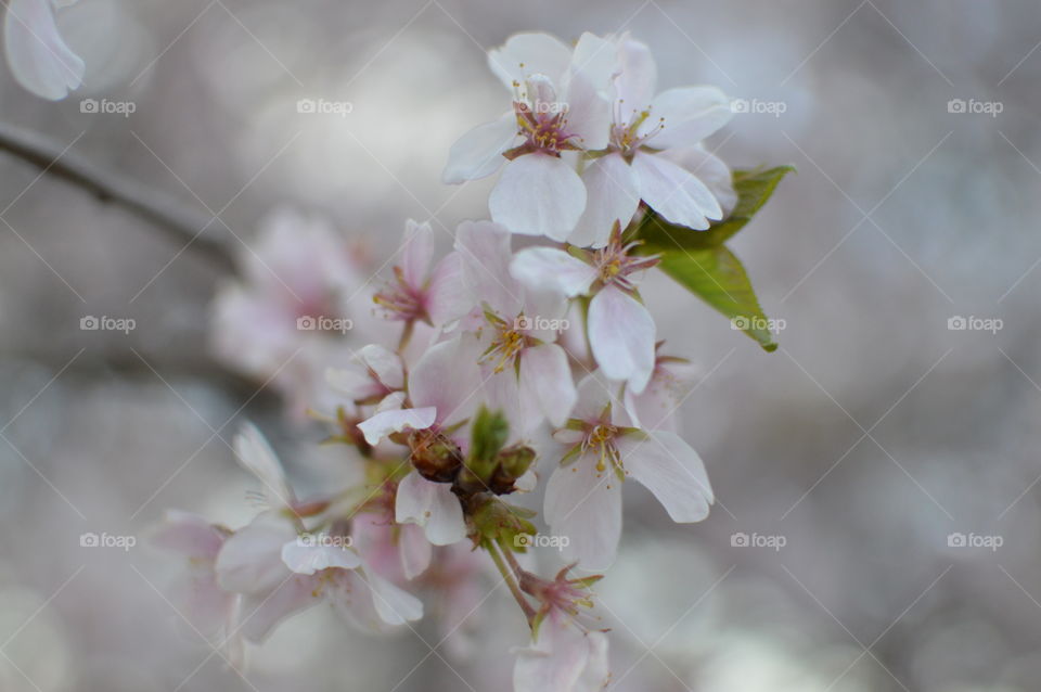 First sign of spring, spring time, cherry blossom 