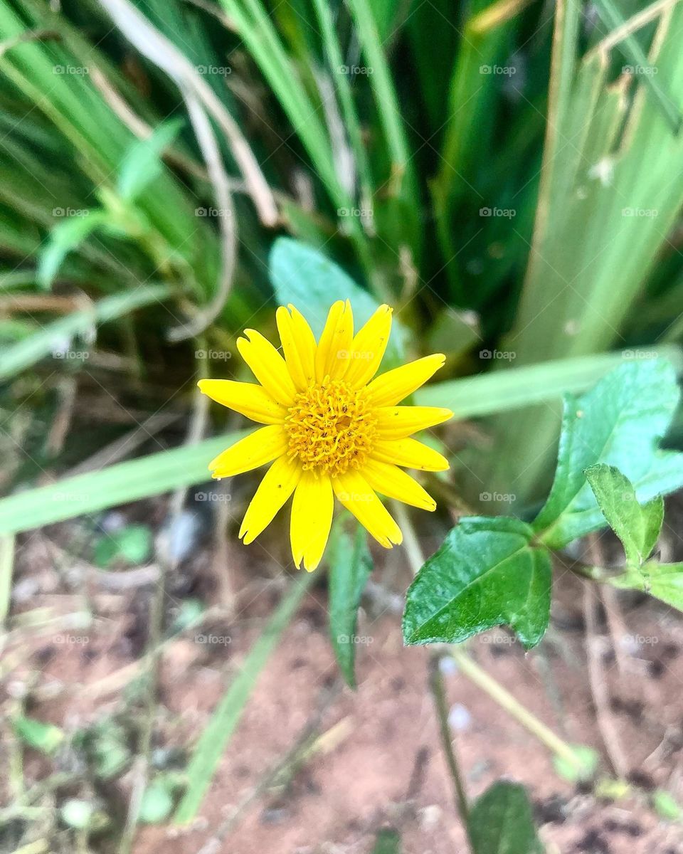 🌹 🇺🇸 Very beautiful flowers to brighten our day.  Live nature and its beauty. Did you like the delicate petals? / 🇧🇷 Flores muito bonitas para alegrar nosso dia. Viva a natureza e sua beleza. Gostaram das pétalas delicadas? 
