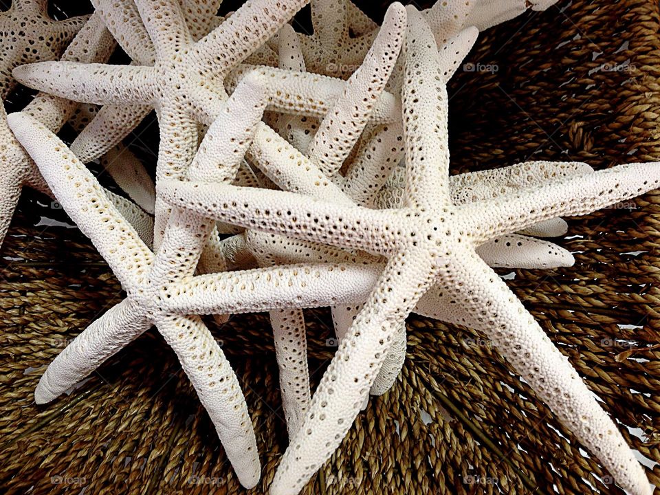 Starfish and seashells.