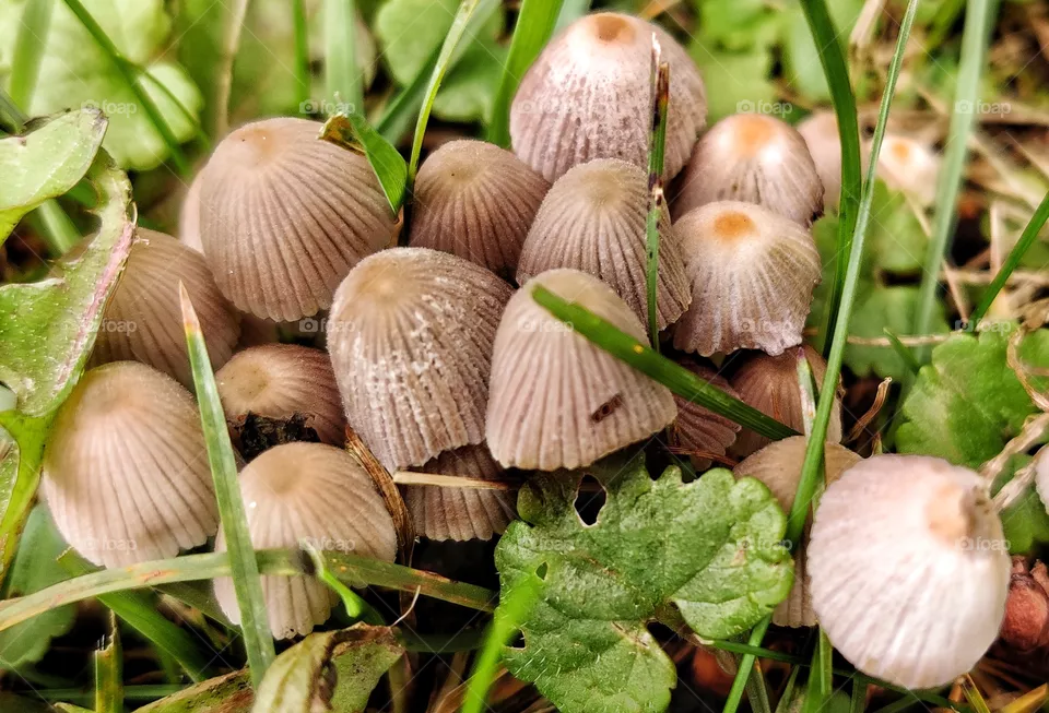 mushroom