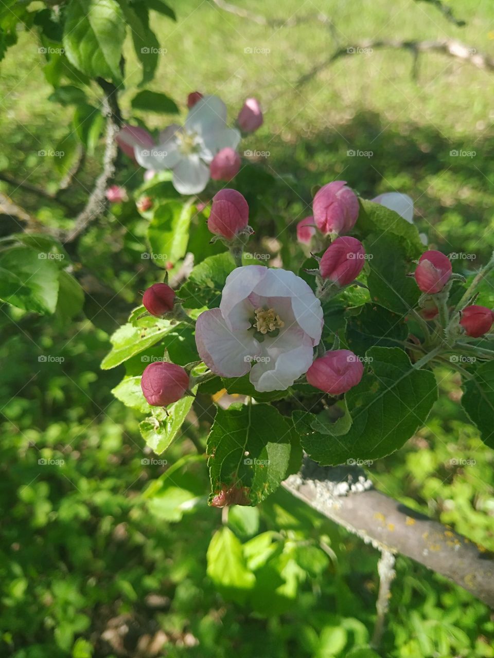 Beautiful apple tree in the spring