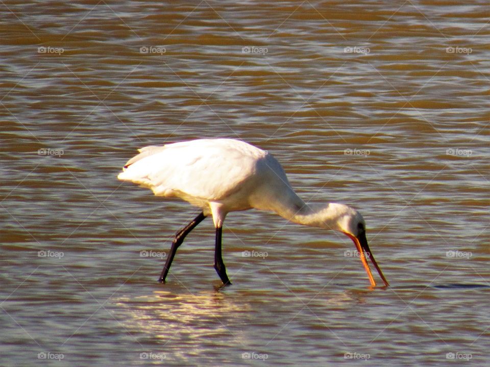 Spoonbill