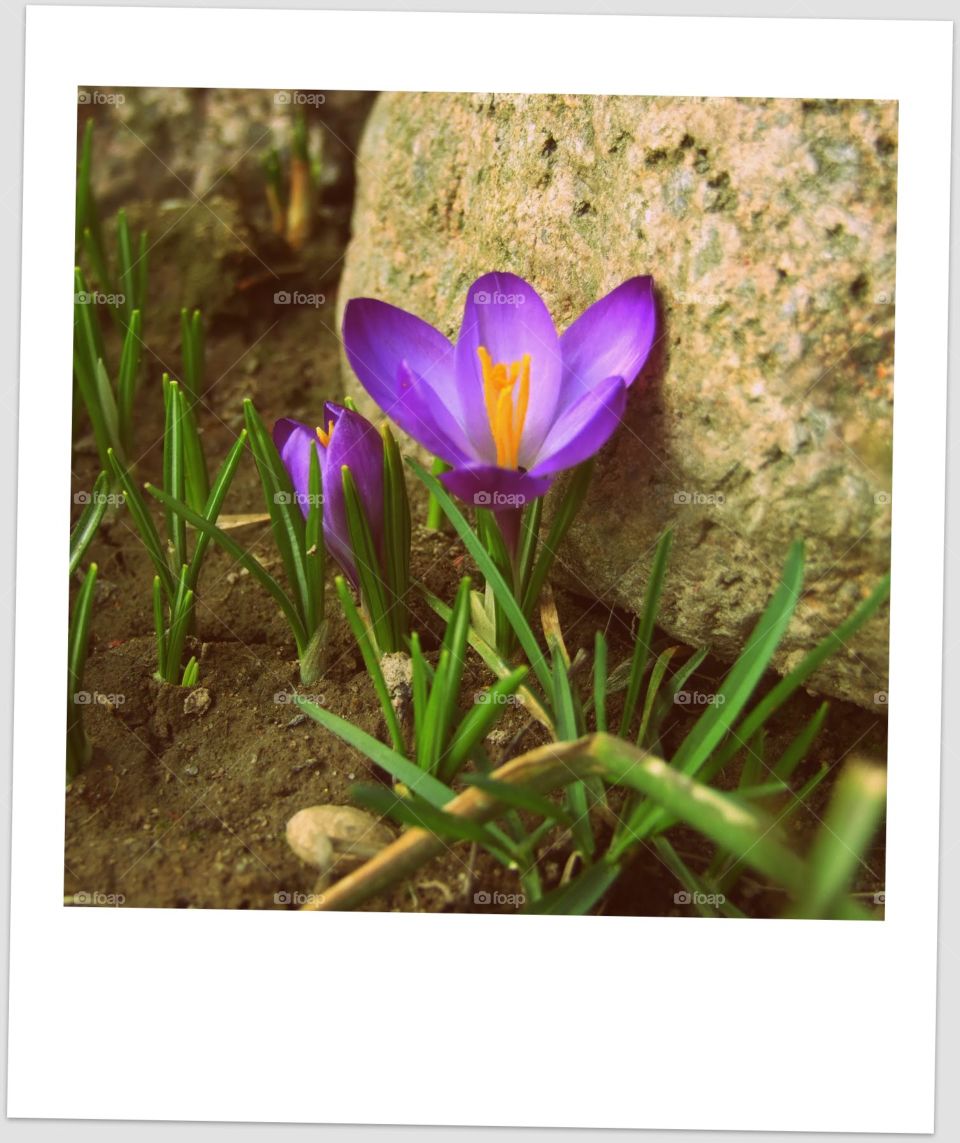 crocus