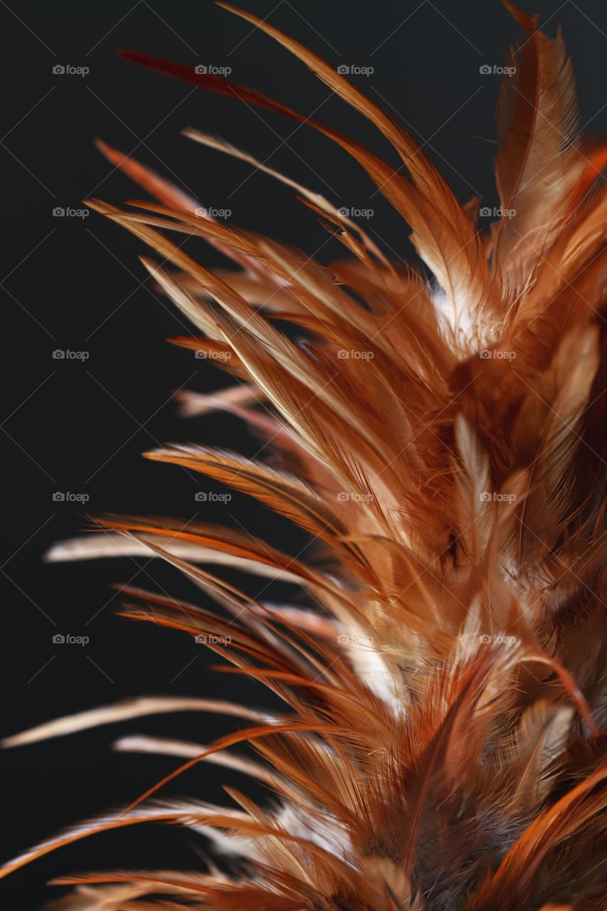 Feathers, abstraction