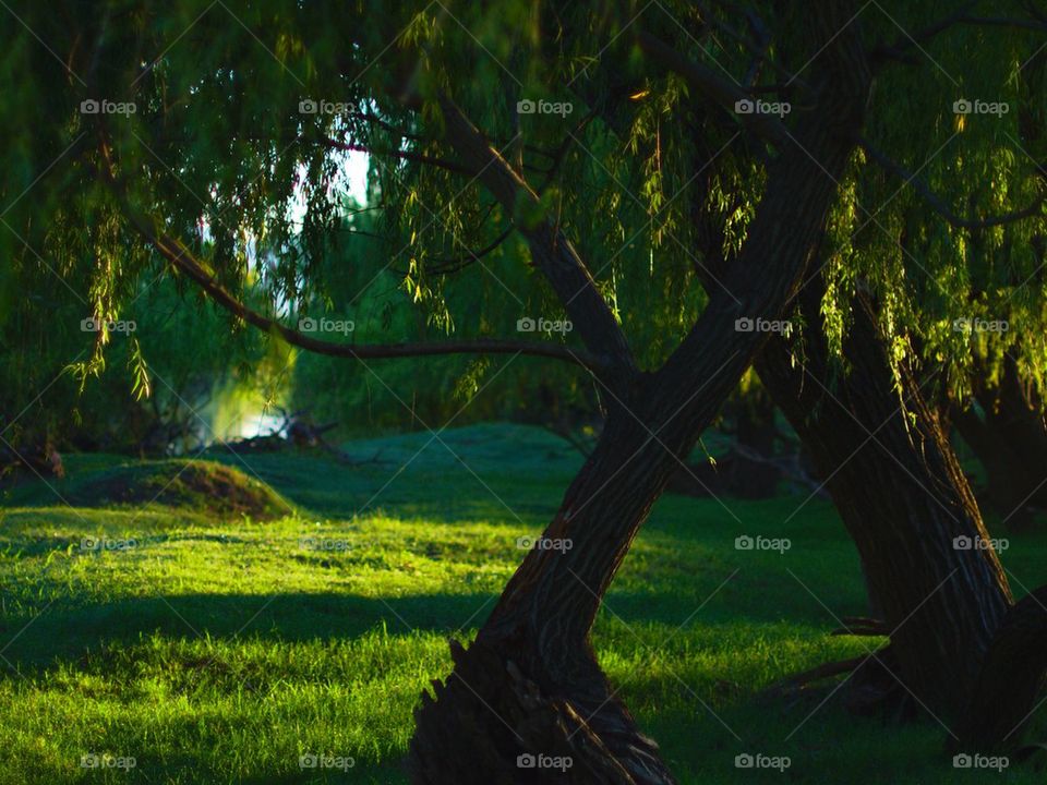 Willow trees in australia