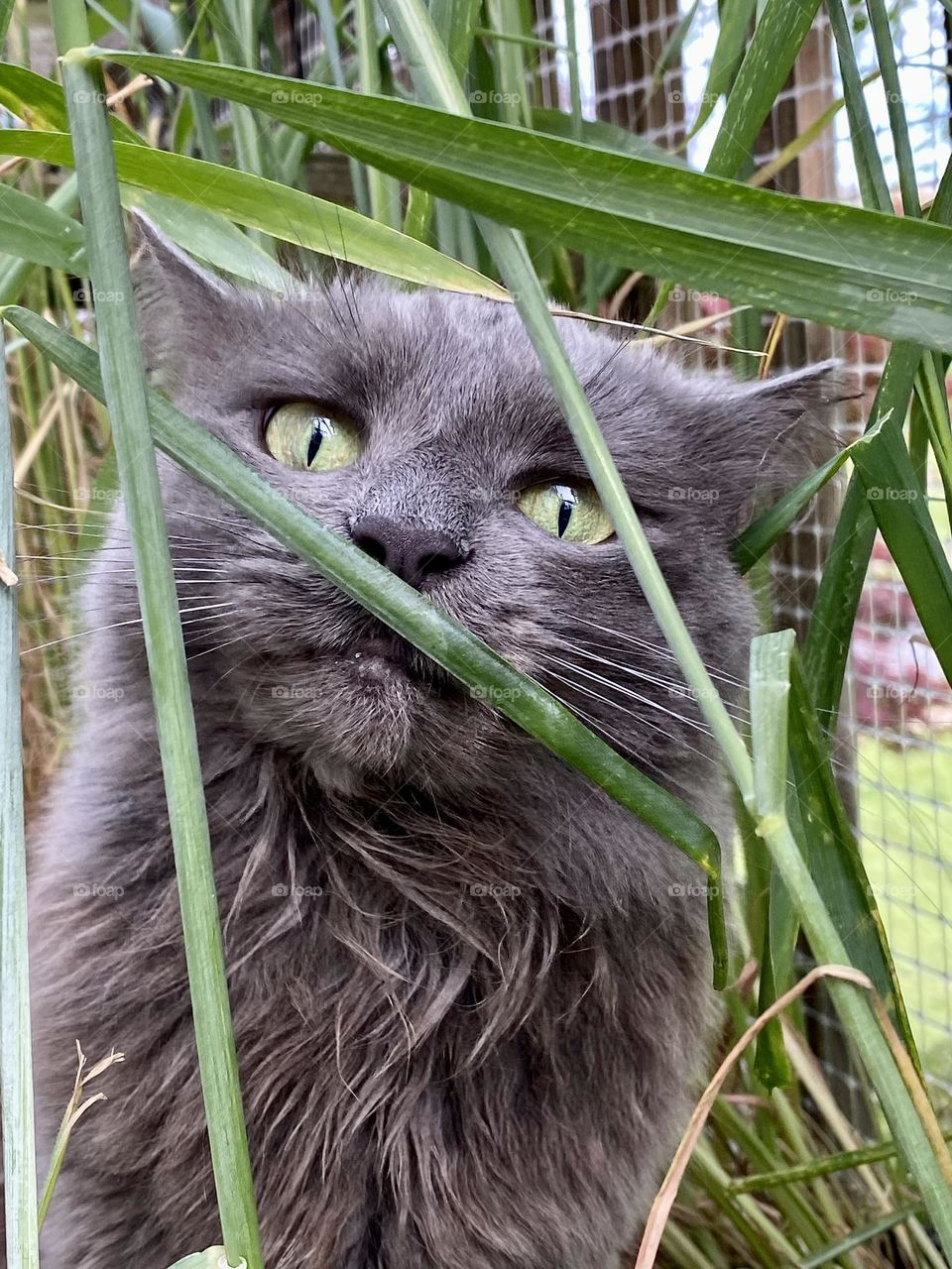 A grey cat making a funny face while eating grass