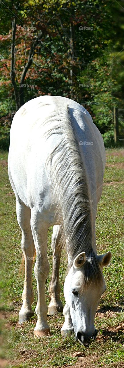 grey horse grazing