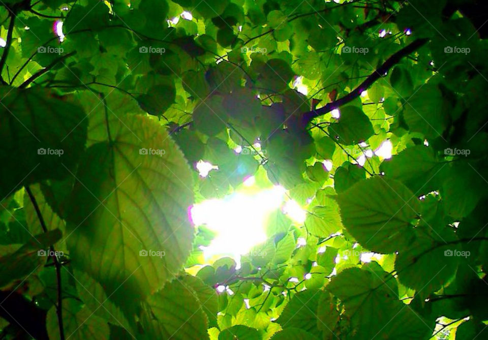 LIGHTNING  TROUGH THE LEAVES