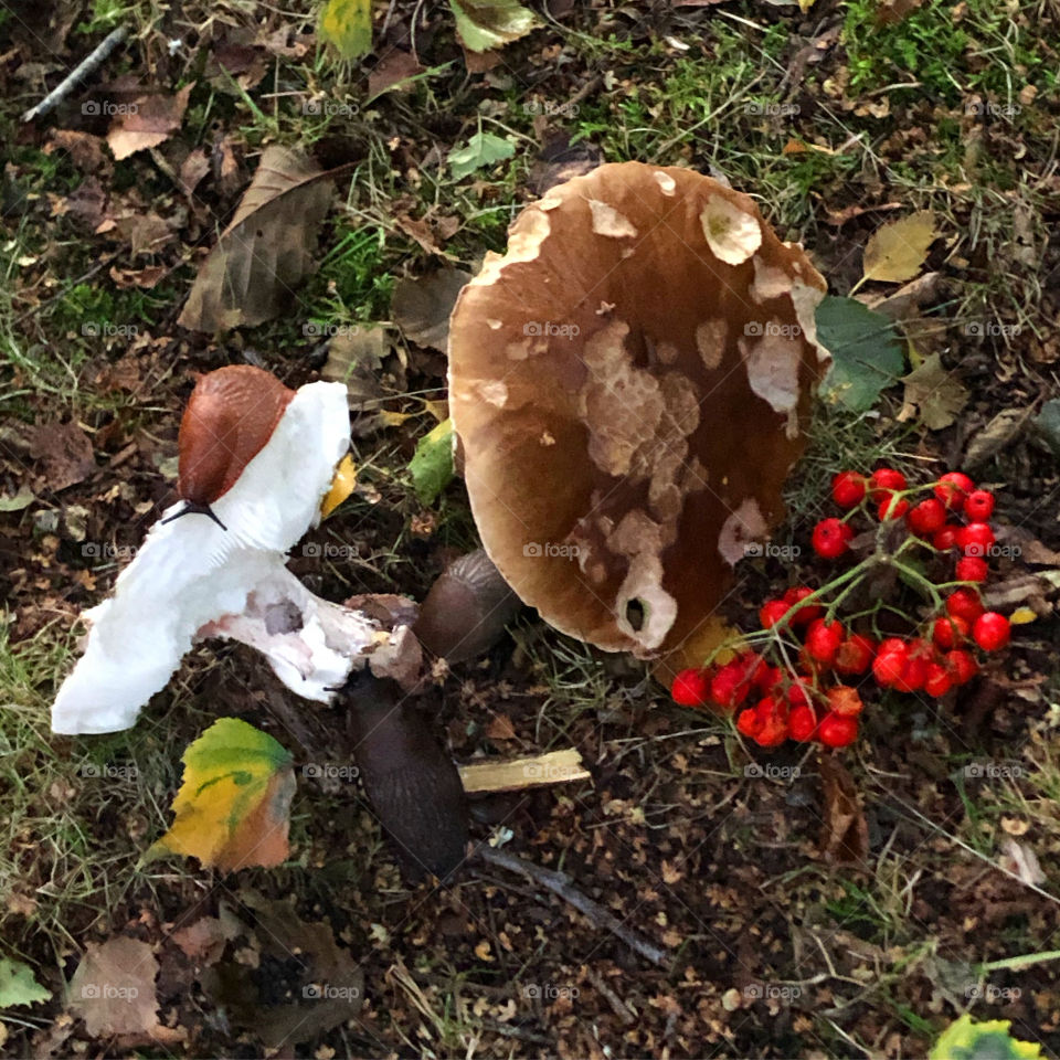 Snail on fungus