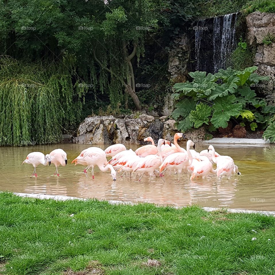 Beautiful flamingos bathing