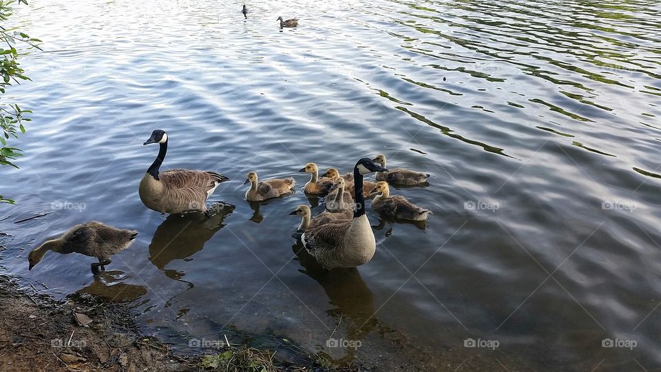 Goose family