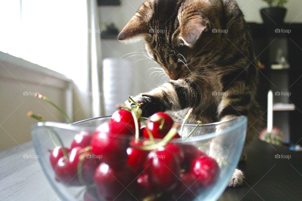 The cat and cherries 