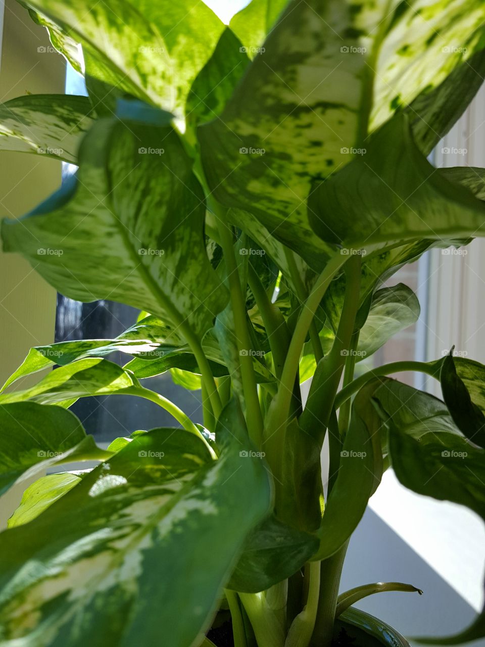 house plants in pots