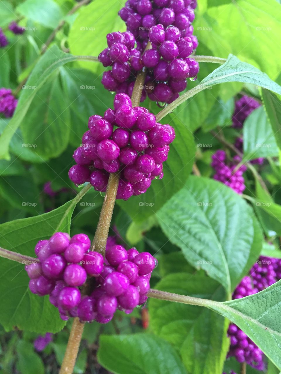 Purple wild berries