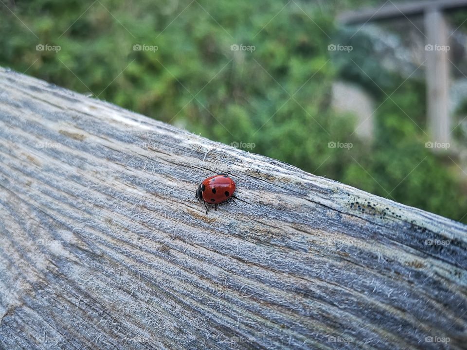 Ladybug