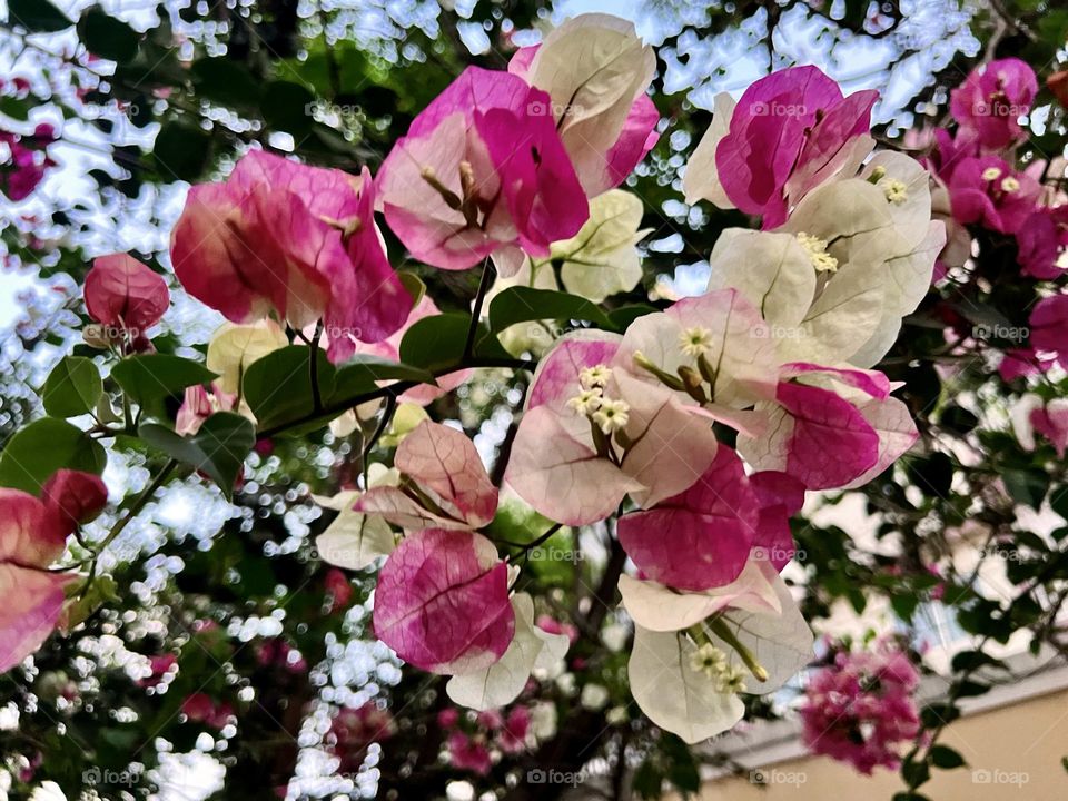 Bougainvillea 