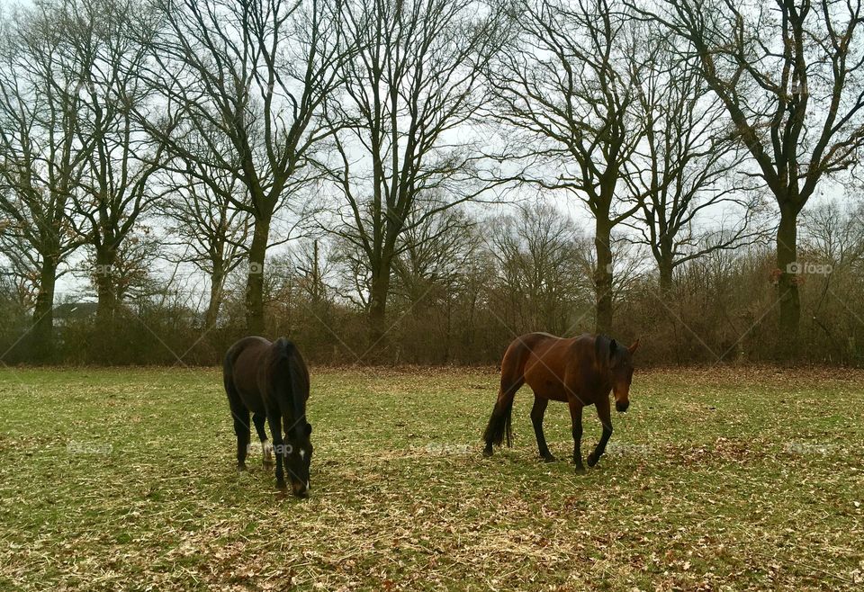 Spring. Horses. Outskirts of Hamburg