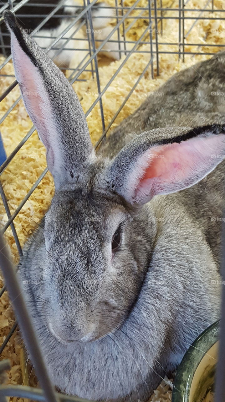 Rabbit at the fair