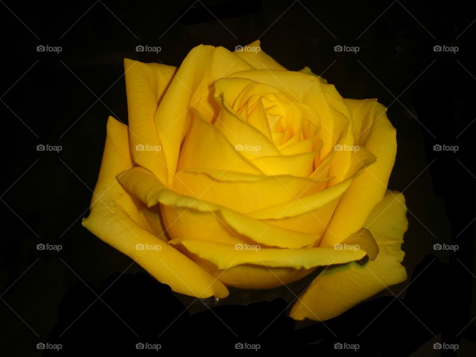 Yellow rose