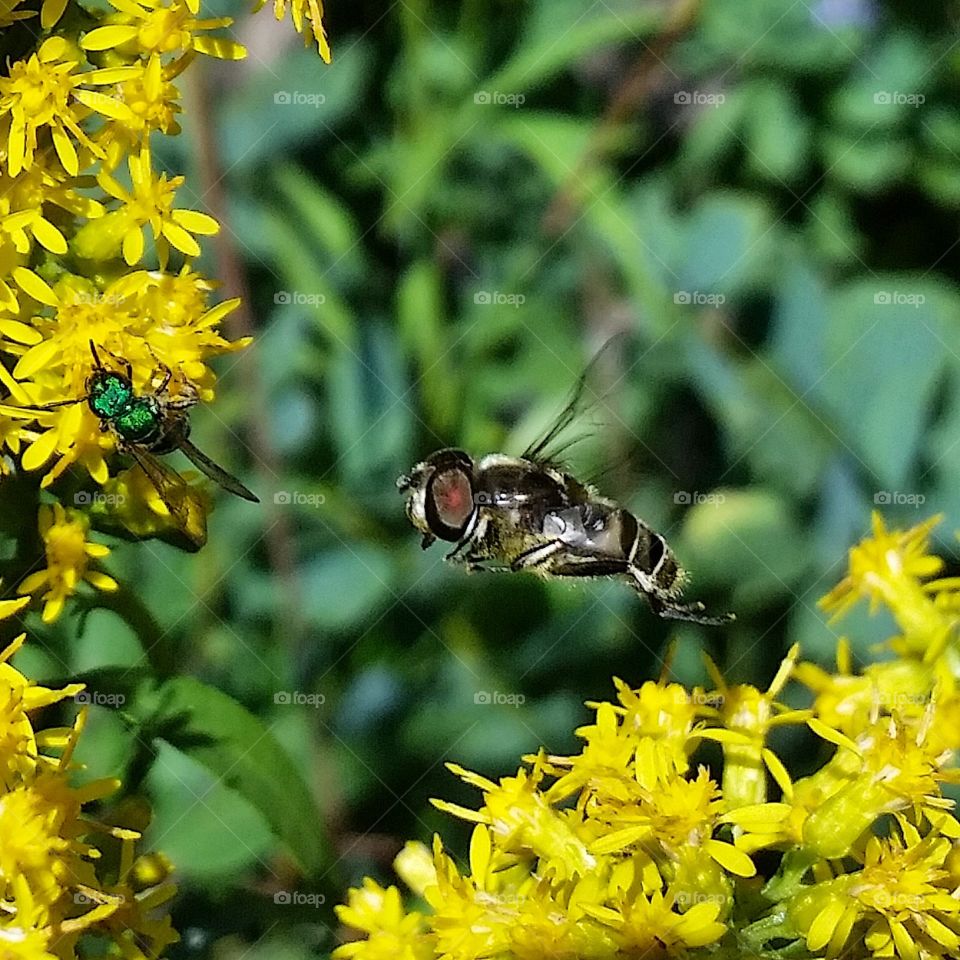 Bee in Flight