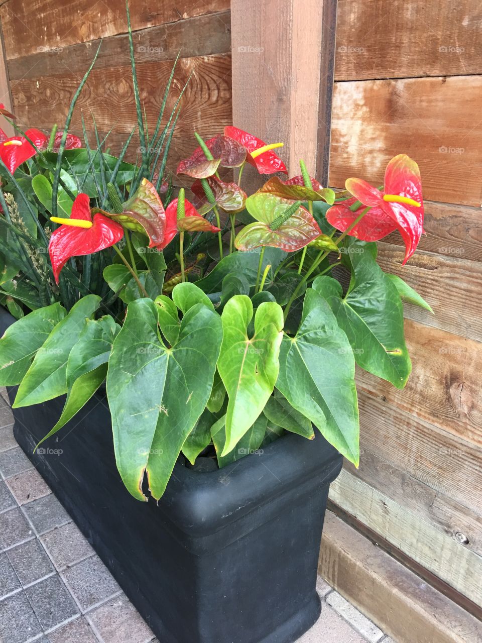 Red flowers in potted plant