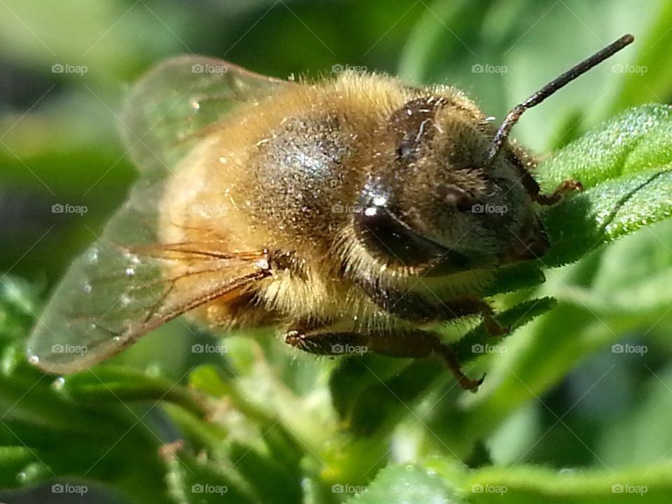 the buzzzz. got a close up without getting stung