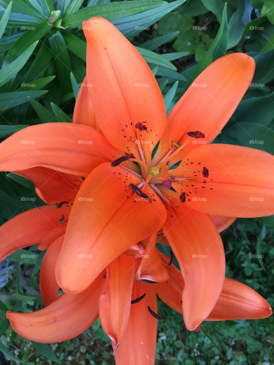 Orange lily