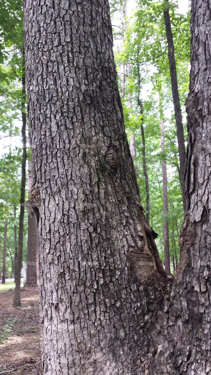 Wood, Tree, Nature, No Person, Leaf