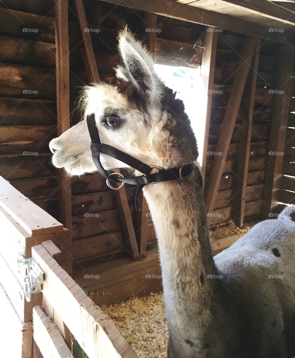 Llama in a barn