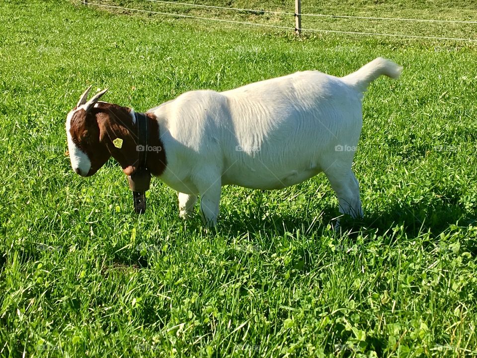 Goat chilling