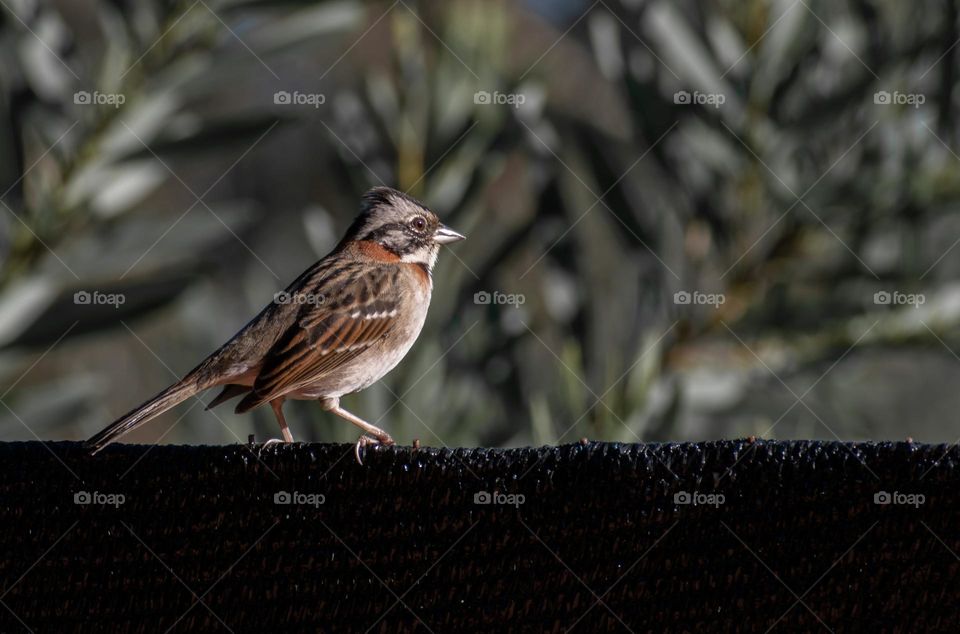 Aves del Uruguay, Chingolo. Las Vegas,Canelones, Uruguay.