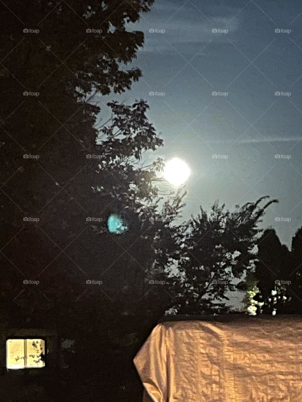 This night landscape picture shows a bright white full moon which is framed by green tree silhouette, as it comes up over the horizon
